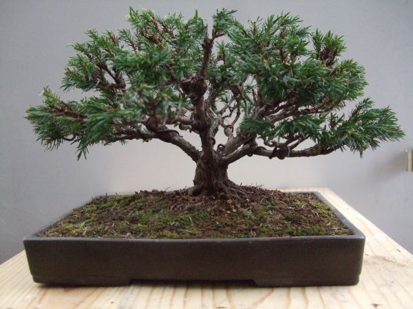 Chamaep. Shohin II.jpg