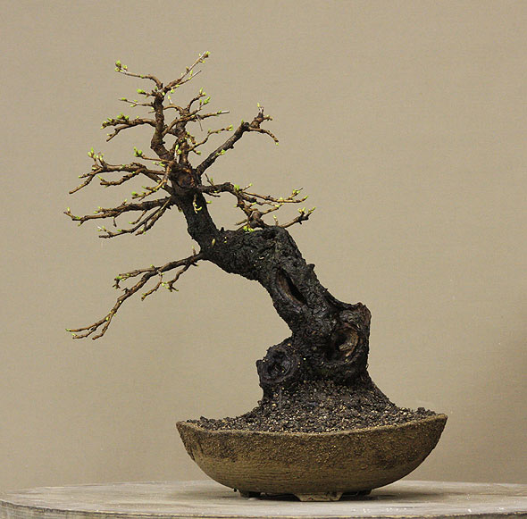prunus_02.jpg