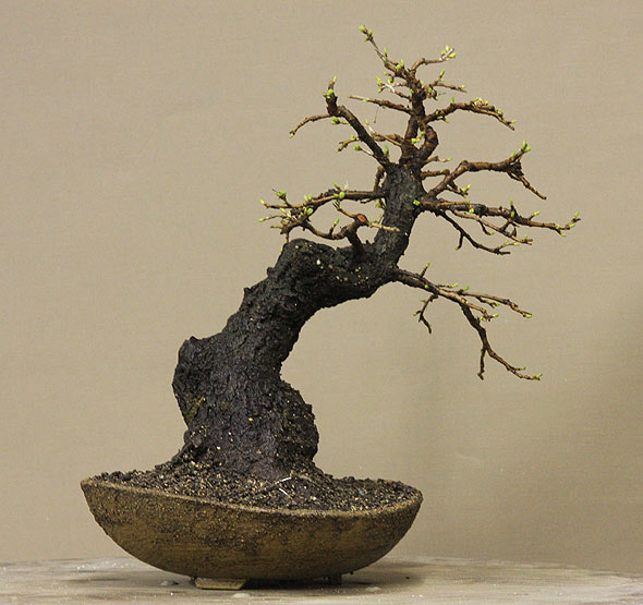 prunus_03.jpg