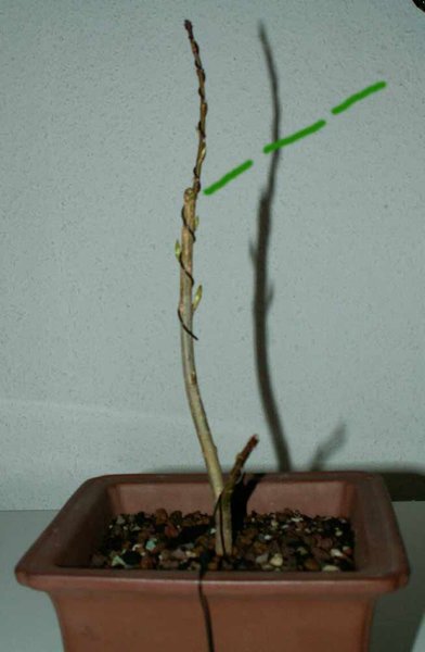PICT0002a.jpg