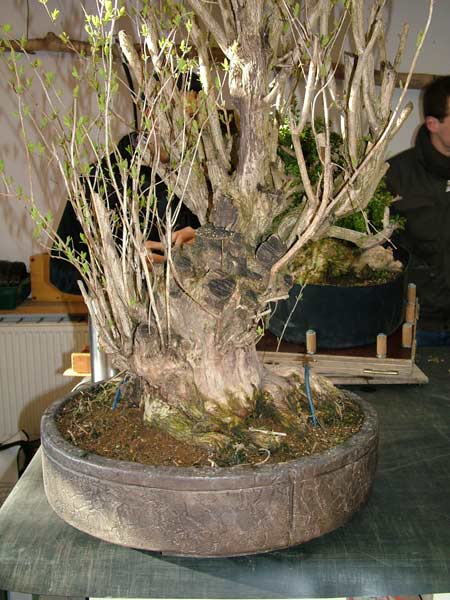 Zopf-Lonicera.jpg