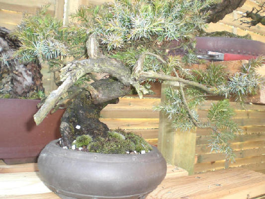 Juniperus Communis.jpg