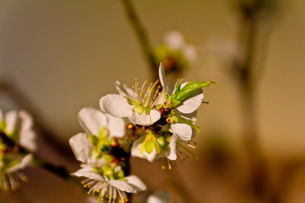 20110321-IMG_8346.jpg