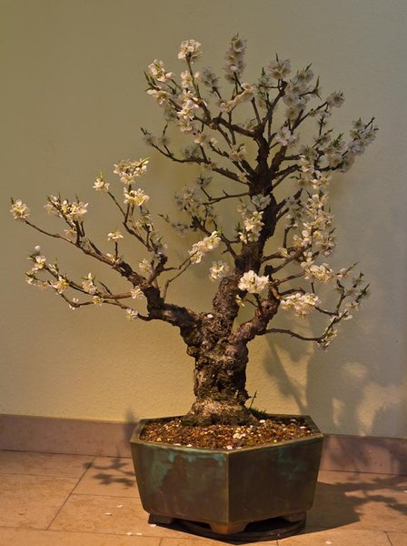 20110321-IMG_8347.jpg