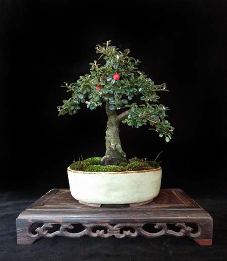 Neuzugang 2010 Cotoneaster Gr. 16cm