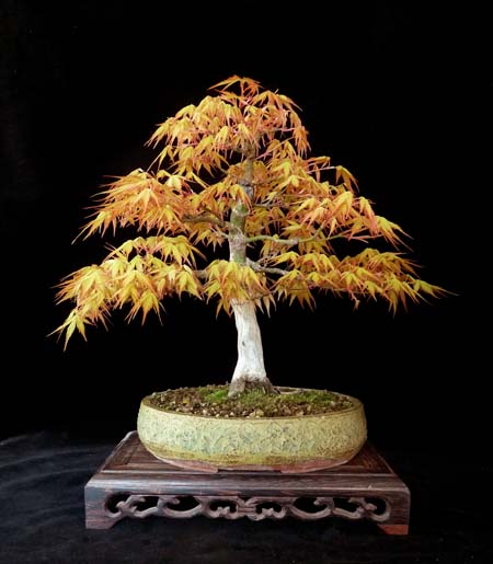 Update Ahohn Katsura Gr. 23cm