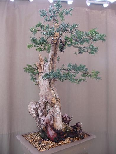 pflanzen märz 2011 012.jpg