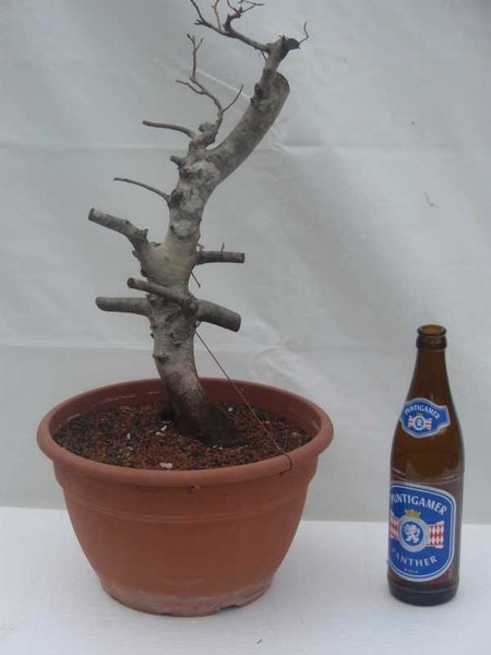 Buche2011