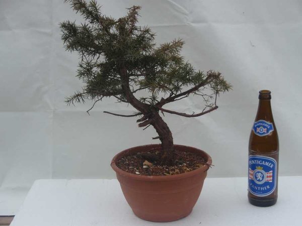 Wacholder 2011