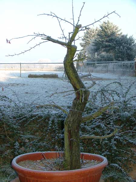 Dezember 2008