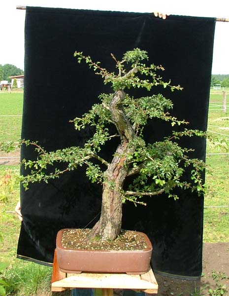 Juni 2009, der Baum hat die Maßnahmen gut beantwortet