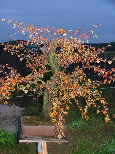 Oktober 2009, nach einer Saison freien Wachstums stellte sich auch eine schöne Herbstfärbung ein und zeigte die Gesundheit des Weißdorns an