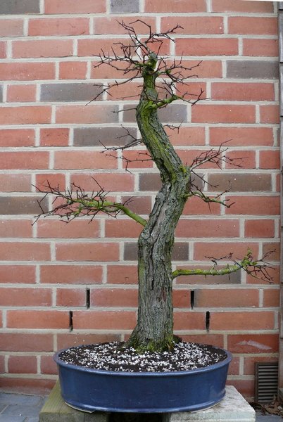 März 2011, in neuer Schale von Erwin.