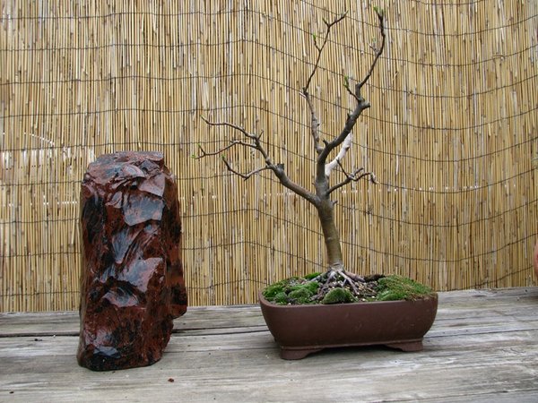 Stein und Baum