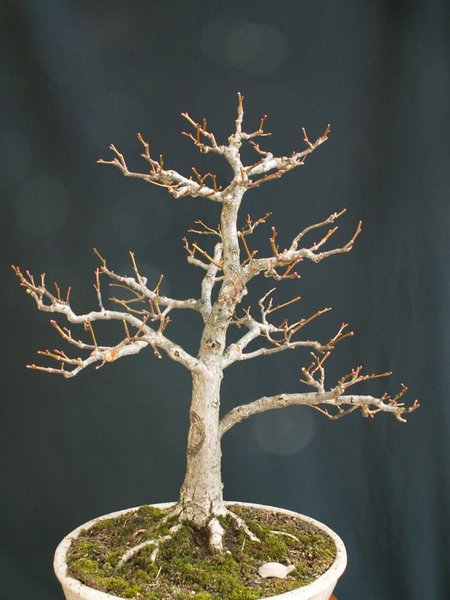 PICT0001.jpg