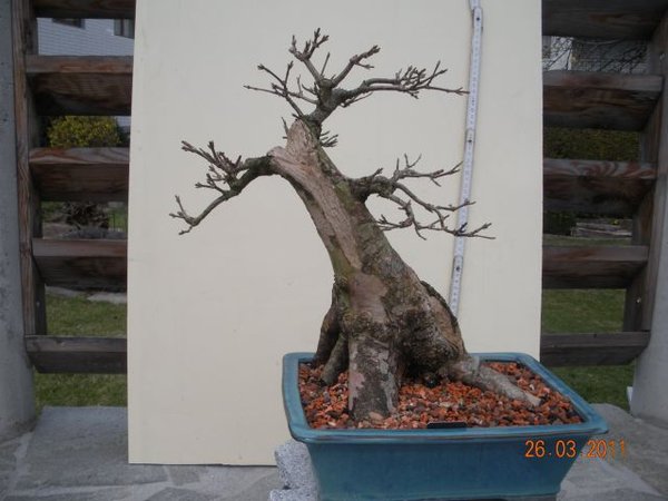 Umgetopfte Bonsai 118.jpg