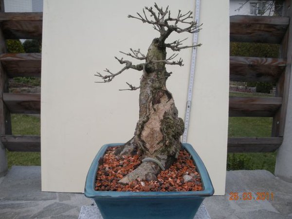Umgetopfte Bonsai 119.jpg