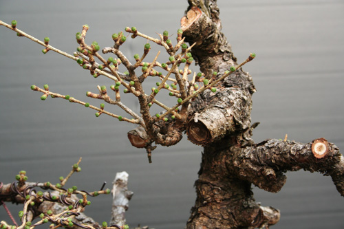 Jin-oder-Spitze-vom-27.03.2011.jpg