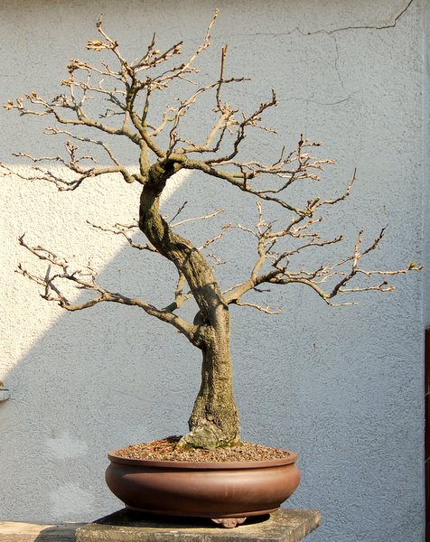 März 2011 neue Schale