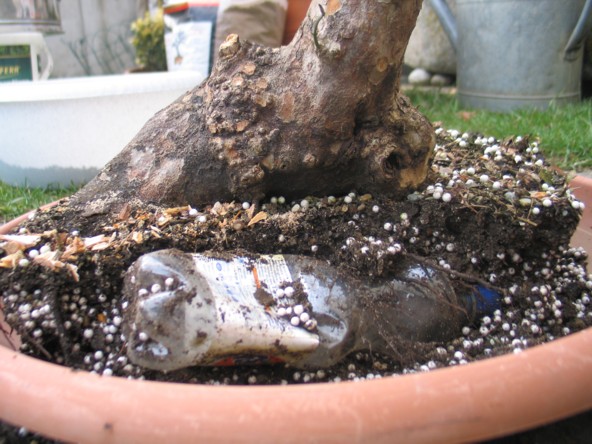 cornus mas substratbeigabe
