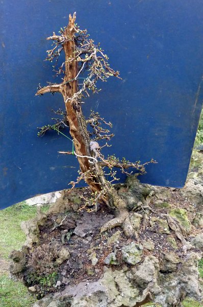 larix fett 1.jpg