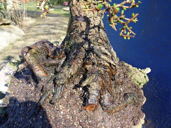 die alte windgepeitschte 1.jpg