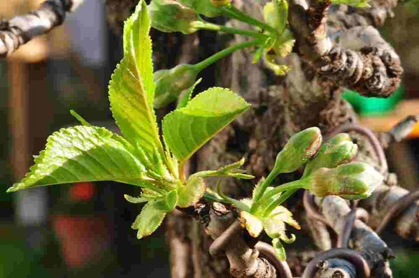 2011-Frühling 059.JPG