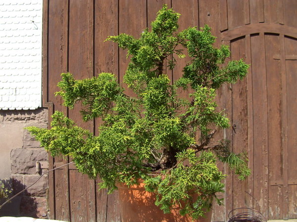 wacholder2_04.jpg