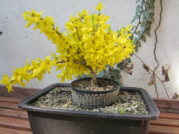 Forsythie_2011_April.jpg