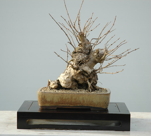 weigelie-6.4.11.jpg