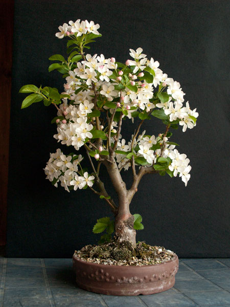 Apfel042011c.jpg