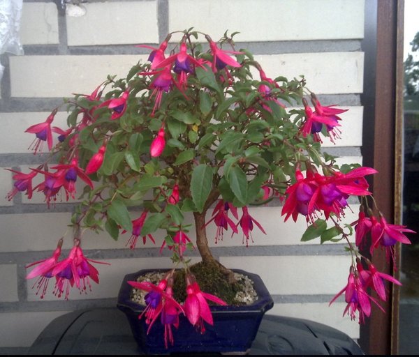 Fuchsie