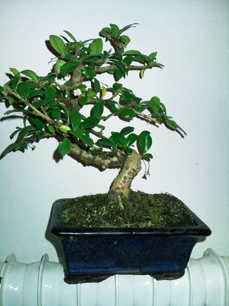 Foto0170.jpg