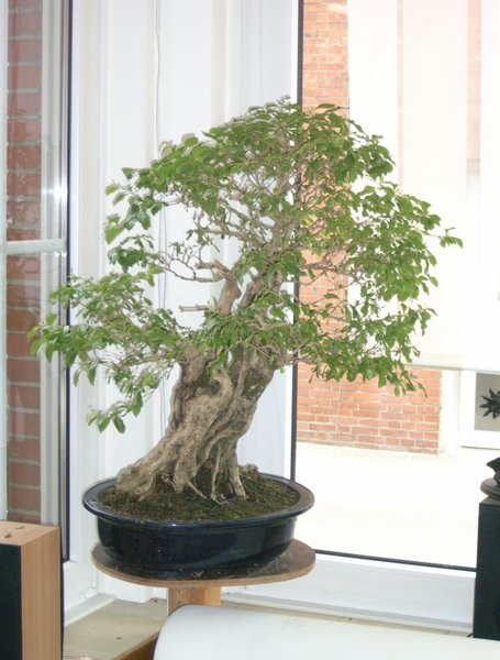Duranta fürs forum.jpg