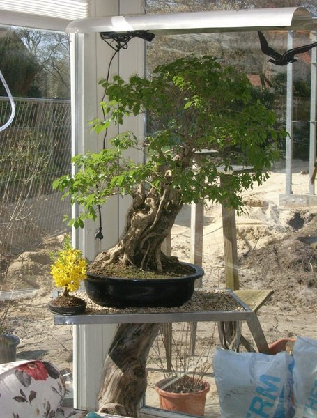 Duranta für Forum 2011.jpg