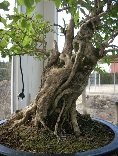 Duranta stamm detail forum.jpg