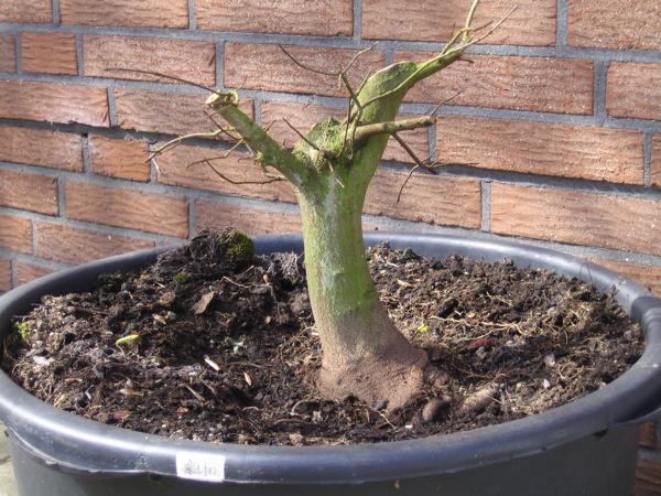 Felsenahorn_Vorderseite.jpg