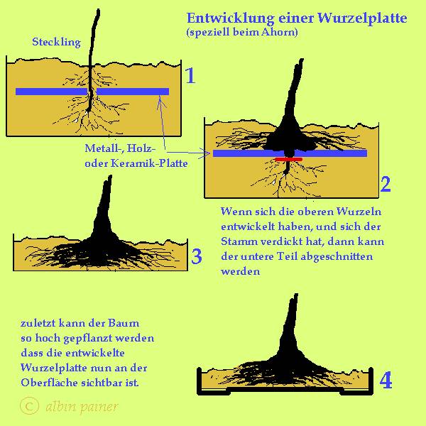Entwicklung Wurzelplatte.jpg