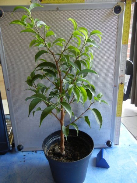 Ficus 1