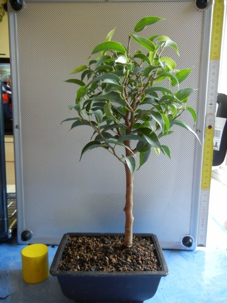 Ficus 2 schon geschnitten