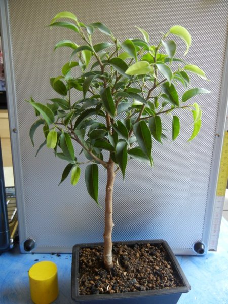 Ficus 2 schon geschnitten