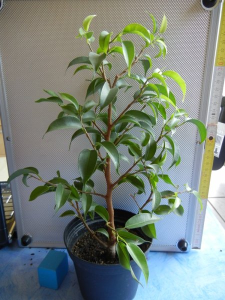Ficus 3