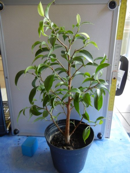 Ficus 3