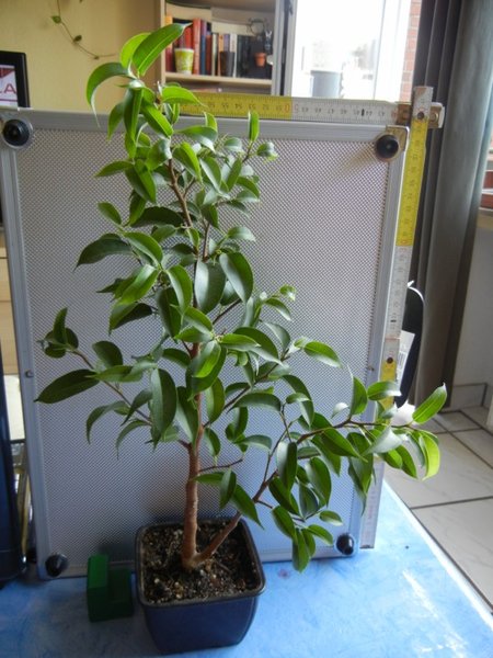 Ficus 4
