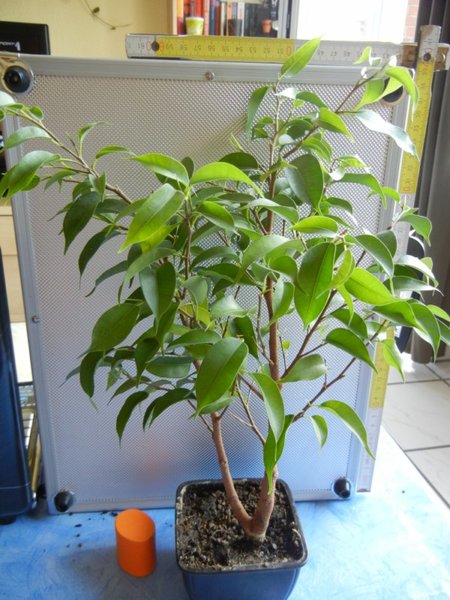 Ficus 5