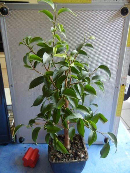 Ficus 6
