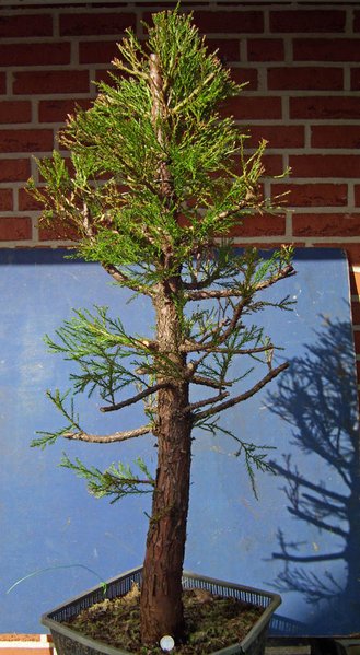 Ein Sequoiadendron gigantaeum aus dem Wald meines Försterfreundes