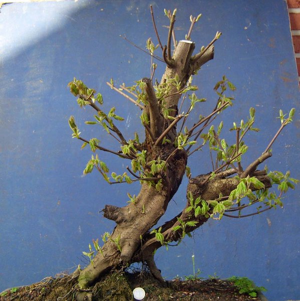 acer campestre