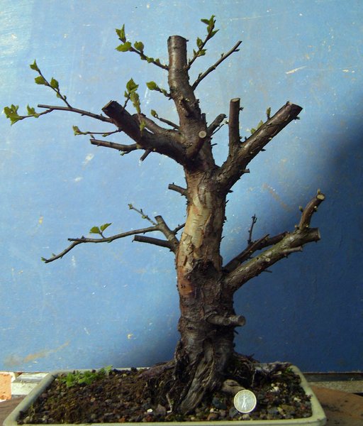 betula pubeszens