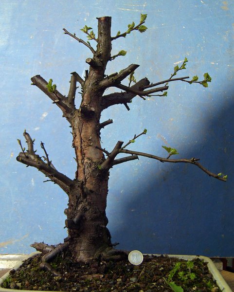 betula pubesczens